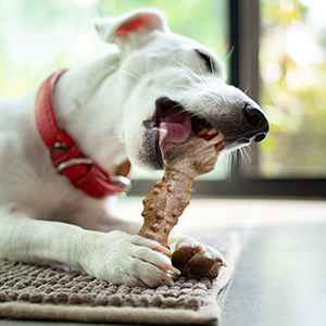 Pet Trade Innovations launches a BRAND-NEW dog treat range: Wonderful World of Treats