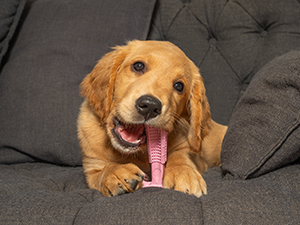 Pet Trade Innovations launches a BRAND-NEW dog treat range: Wonderful World of Treats